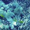 Underwater view nusa lembongan 